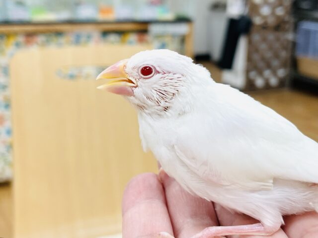 アルビノ文鳥
