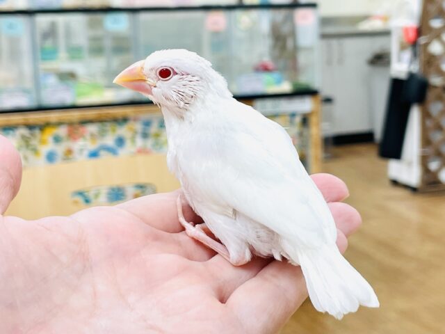 アルビノ文鳥