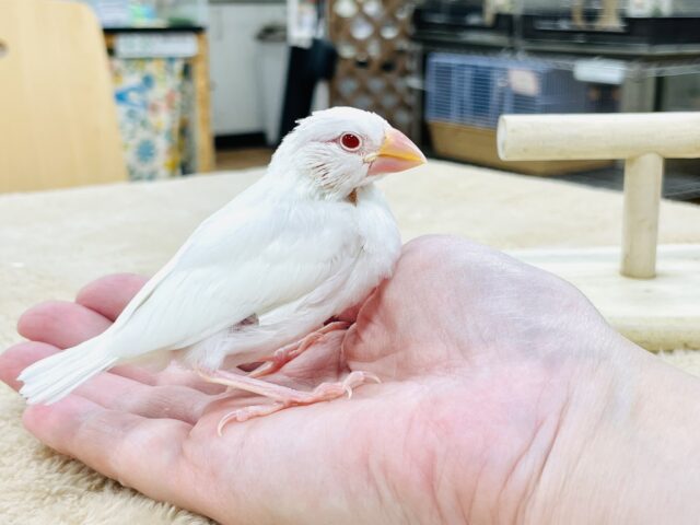 アルビノ文鳥