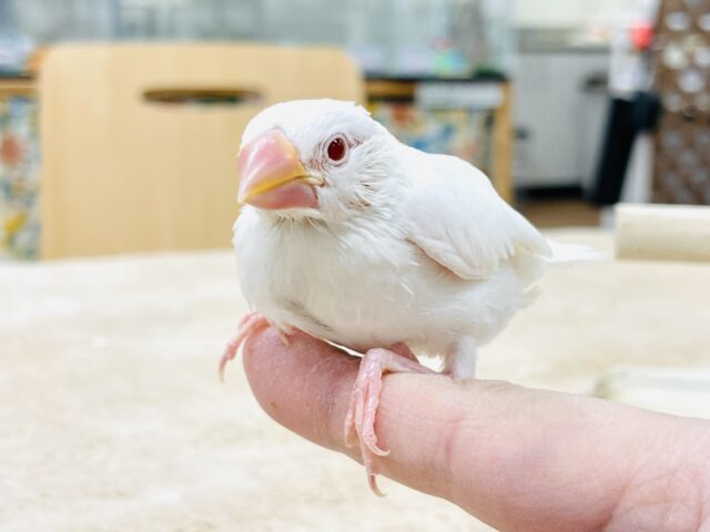 アルビノ文鳥