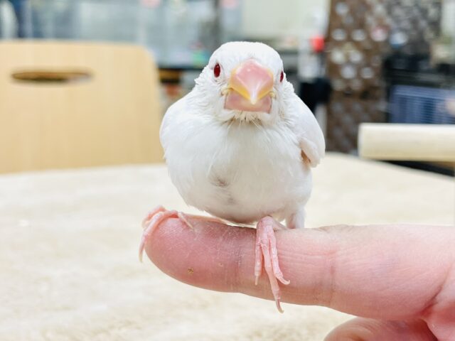 アルビノ文鳥