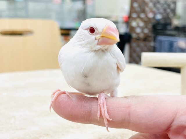 アルビノ文鳥