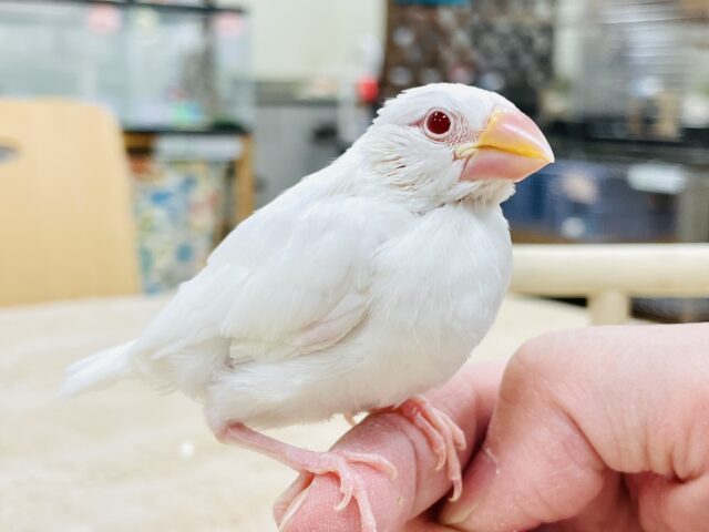 アルビノ文鳥