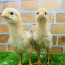 赤玉の王者❗️再来！！！ボリスブラウンのヒヨコっぴ♡🐣