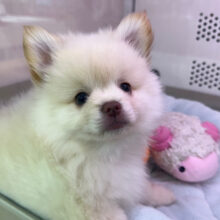 白くま参上🐻‍❄ポメラニアン✖️ペキニーズのハーフ犬きました✨️