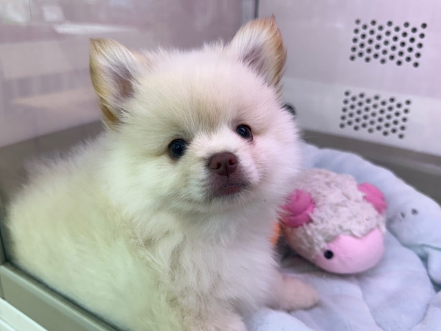 白くま参上🐻‍❄ポメラニアン✖️ペキニーズのハーフ犬きました✨️