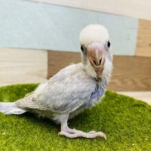 圧倒的な美しさ✨あわ〜い藤色セキセイインコのライラック💜