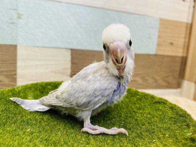 圧倒的な美しさ✨あわ〜い藤色セキセイインコのライラック💜