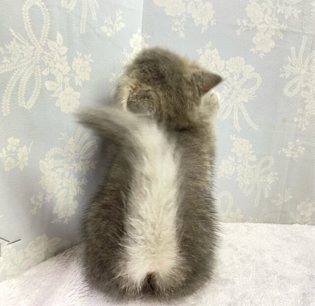 エキゾチック