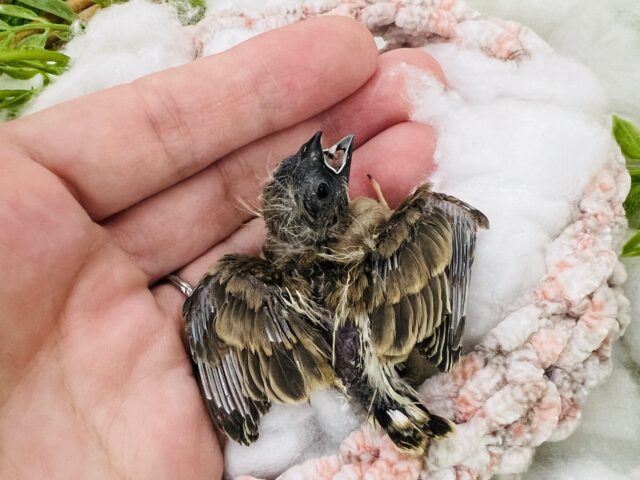錦花鳥（キンカチョウ）