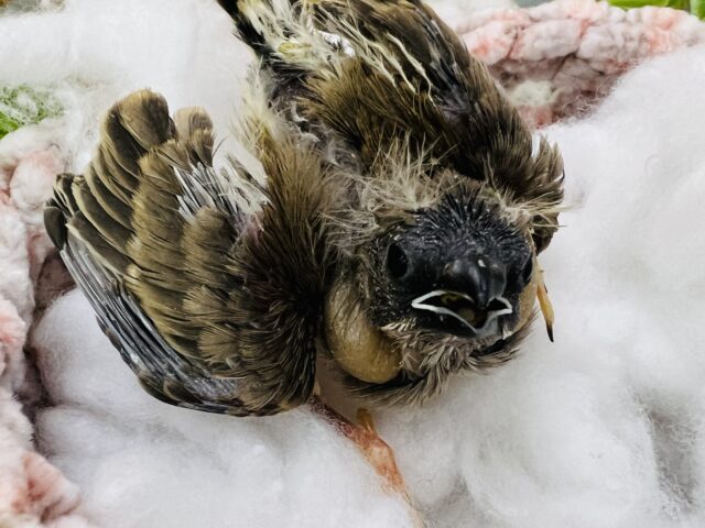 錦花鳥（キンカチョウ）