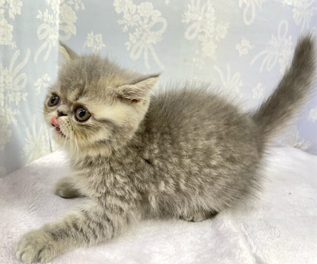 エキゾチック
