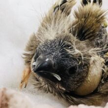 まっすぐな瞳で見つめる✨キンカ鳥の雛入舎です