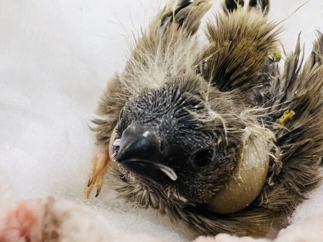 まっすぐな瞳で見つめる✨キンカ鳥の雛入舎です