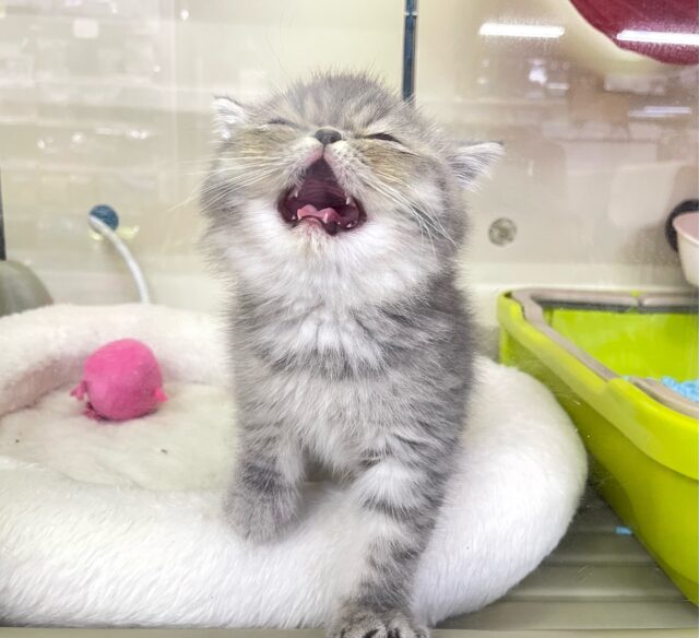 エキゾチック