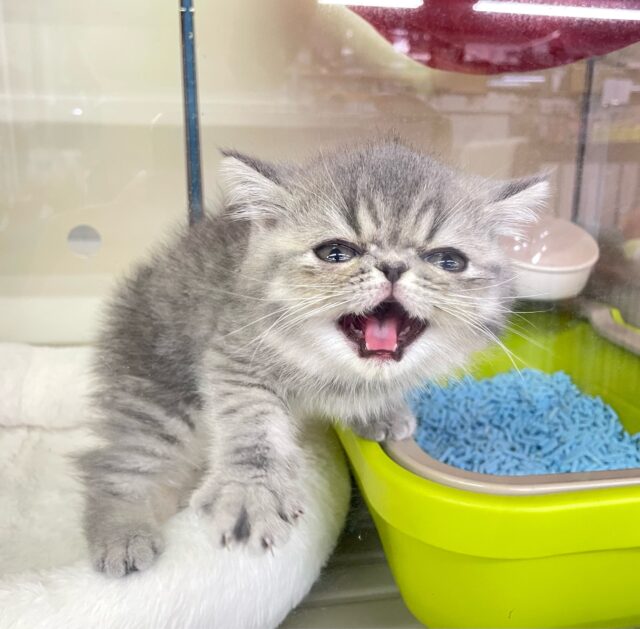 エキゾチック