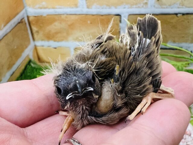 錦花鳥（キンカチョウ）