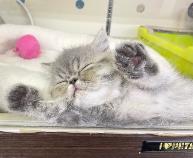 エキゾチック