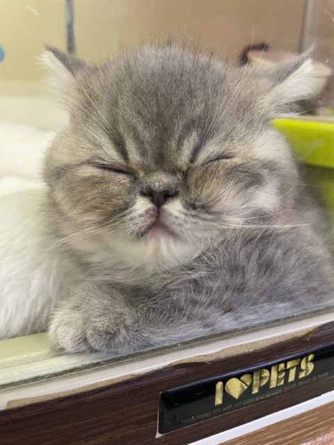 エキゾチック