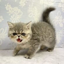 🚨かわいい警報発動🚨エキゾチック(ブルータビー)💙男の子💙2025年3月29日生まれ
