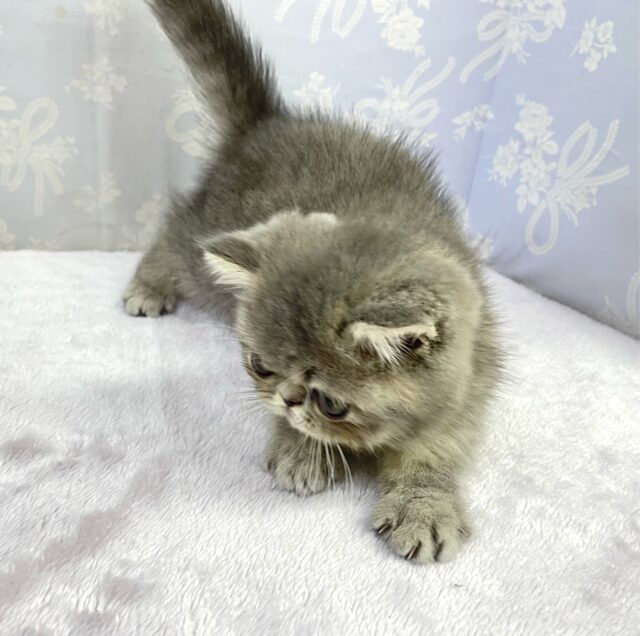 🚨かわいい警報発動🚨エキゾチックショートヘア(ブルータビー)💙男の子💙2025年3月29日生まれ エキゾチック