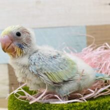 キラキラ輝く淡いブルー✨わたわたちゃんのセキセイインコのパステルレインボー🌈