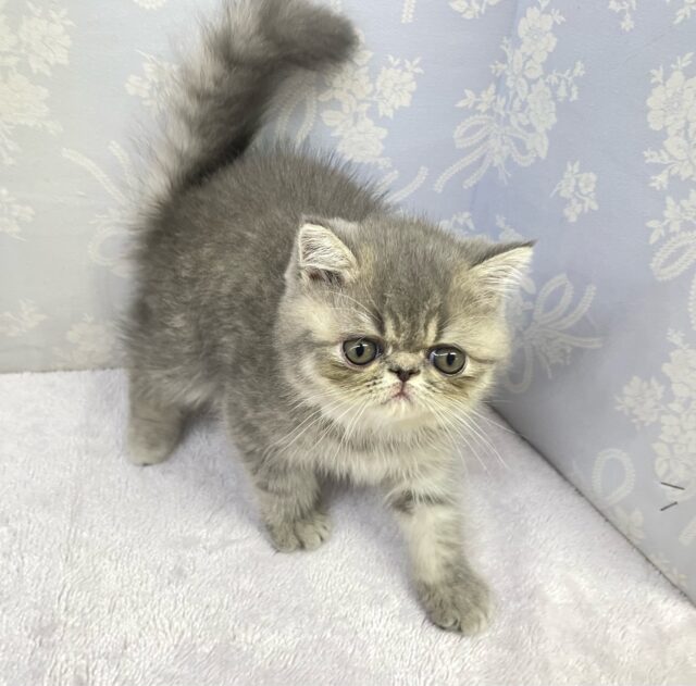 エキゾチック