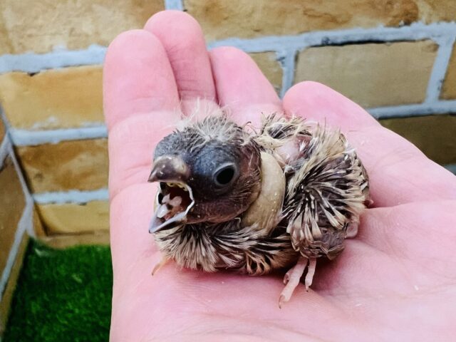 錦花鳥（キンカチョウ）