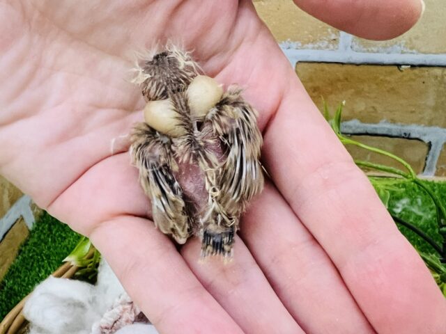 錦花鳥（キンカチョウ）