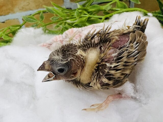 錦花鳥（キンカチョウ）