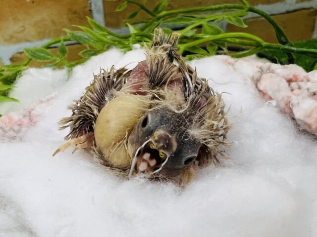 金髪ベイビー♡キンカ鳥の色変わりの雛！入舎ですよ！
