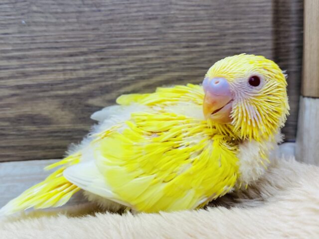 ピカピカイエロー✨💛元気ハツラツ❗️セキセイインコのルチノー