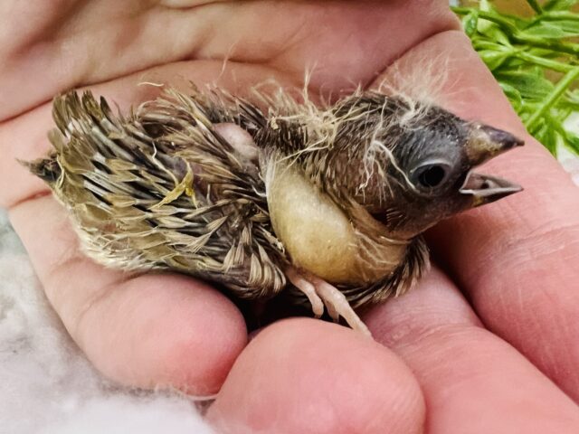 錦花鳥（キンカチョウ）