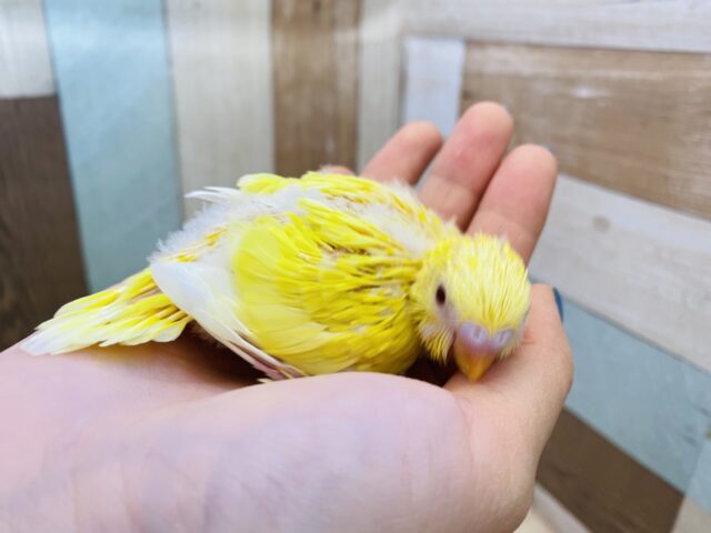 セキセイインコ