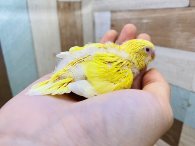 セキセイインコ