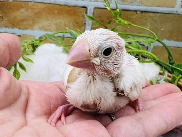 白文鳥