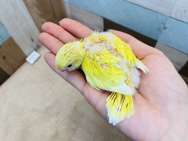 セキセイインコ