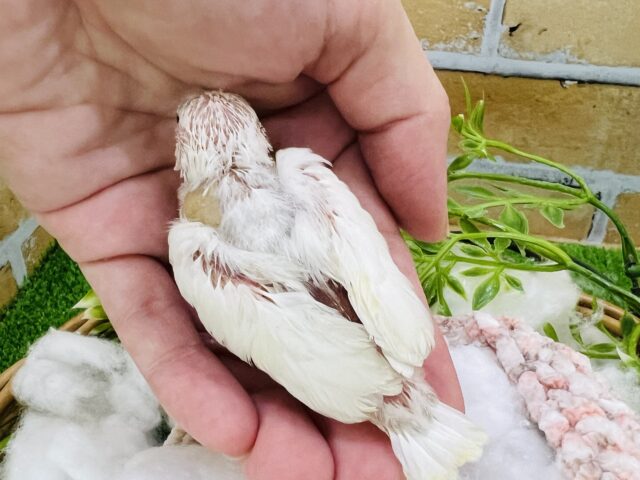 白文鳥