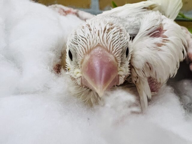 白文鳥
