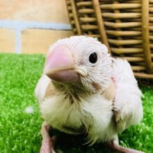 苺大福目指して修行中〜☆白文鳥の雛入舎です♡