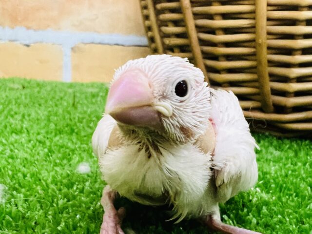 苺大福目指して修行中〜☆白文鳥の雛入舎です♡