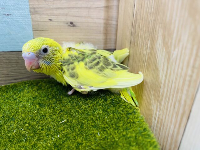 セキセイインコ