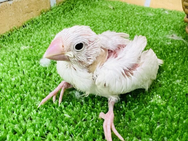白文鳥