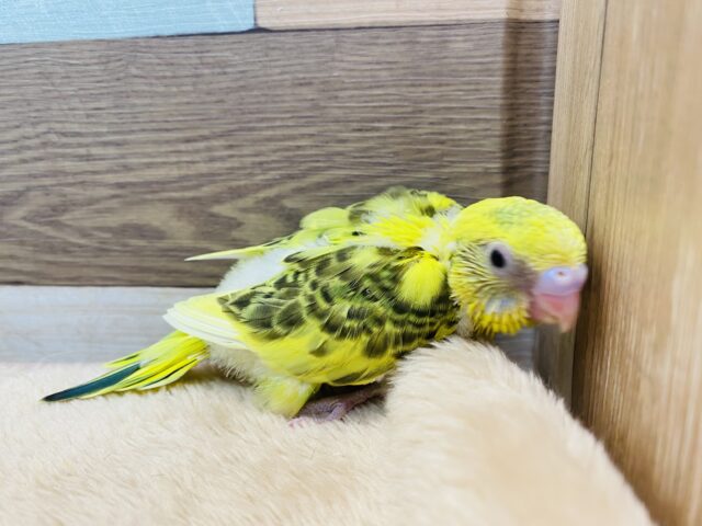 セキセイインコ