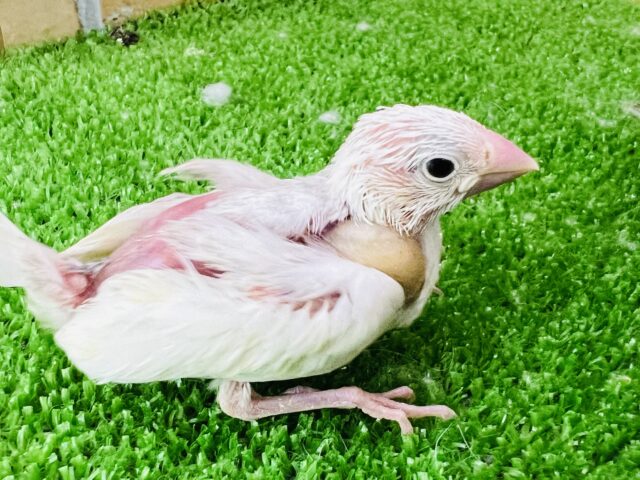 白文鳥