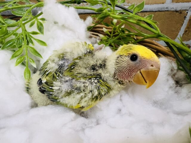 コザクラインコ（小桜インコ）