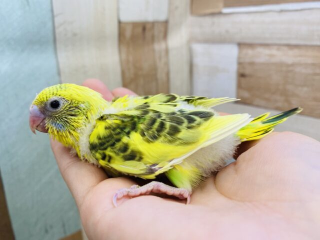 セキセイインコ