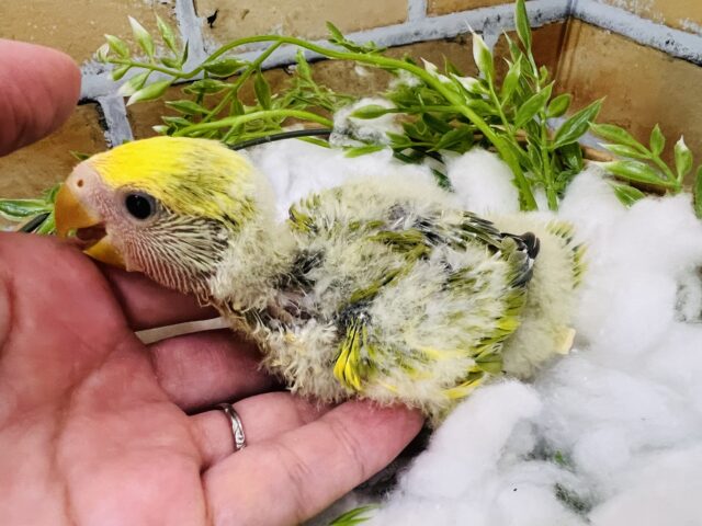 コザクラインコ（小桜インコ）