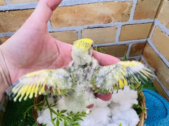 コザクラインコ（小桜インコ）