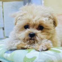 大人気のミックス犬！おっとりマルプーちゃん𐔌ᵔ ܸ>⩊<︎︎ ܸᵔ 𐦯